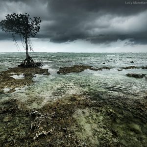 lonely tree in storm on the shore of neil island in india